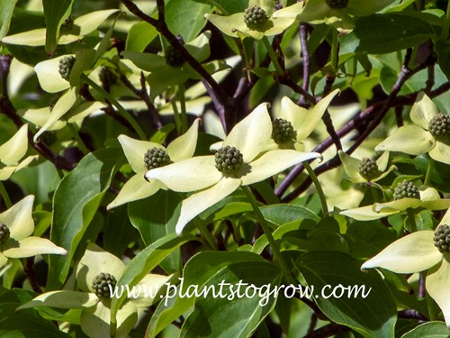 Milky Way Kousa Dogwood (Cornus kousa)